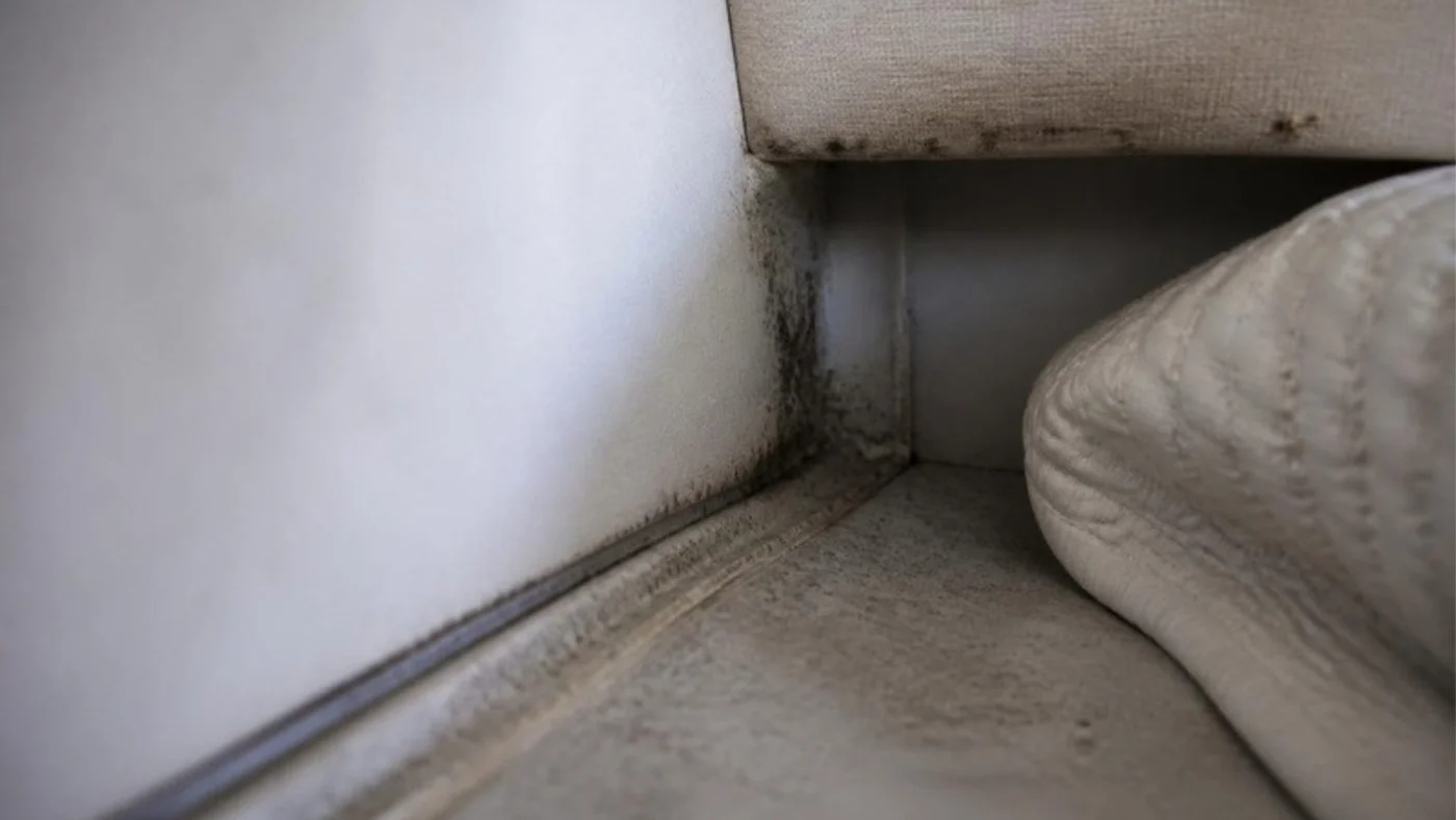 Mould along the headlining seam in a yacht cabin corner